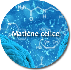 matične celice