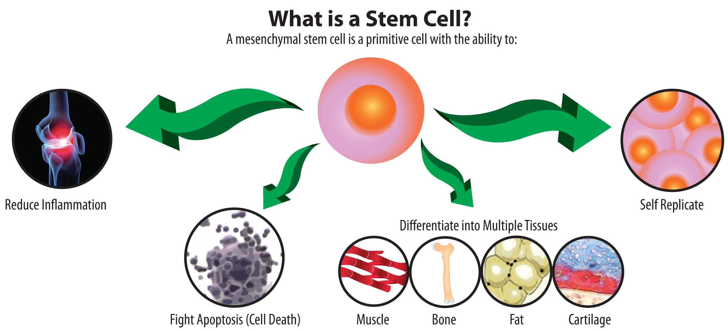 what is a stem cell illustration